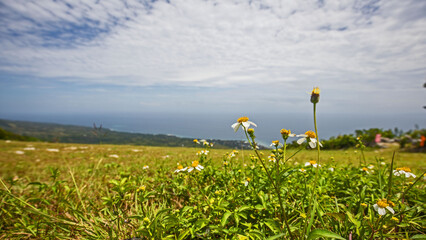 wiese mit blumen und blueten am hang
