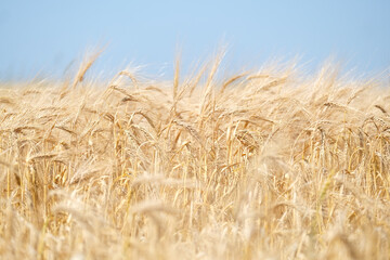 Close up of wheat ears, field of wheat in a summer day. Harvesting period