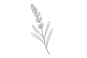 Fototapeta premium Simple line art illustration of a lavender flower with a transparent background, ideal for minimalist designs and projects