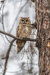 Long-eared owl (Asio otus), looking forward with wide opened eyes