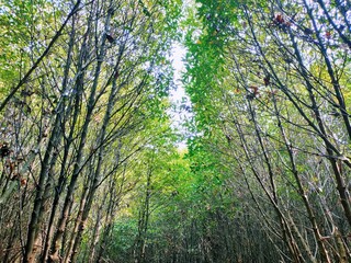 Trees in a mangrove forest, in the morning. Viewed from beneath the trees. Low angle view.