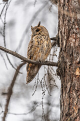 Long-eared owl (Asio otus), looking forward with wide opened eyes