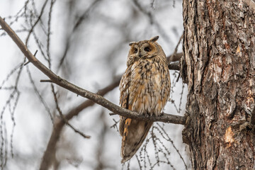 Long-eared owl (Asio otus), looking forward with wide opened eyes