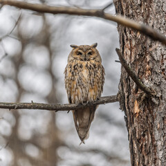 Long-eared owl (Asio otus), looking forward with wide opened eyes