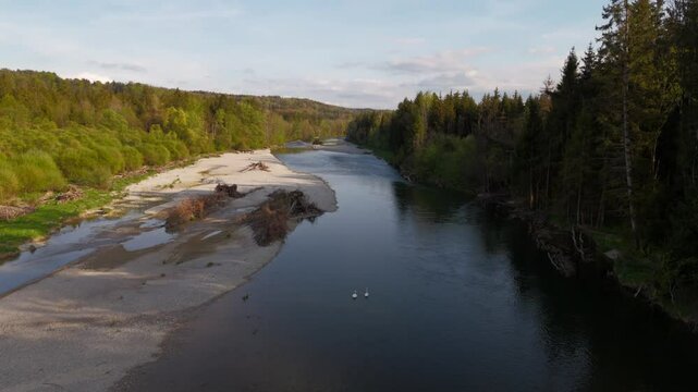 Two elegant swans drift on the Isar River near Munich, Germany. Their bond and graceful motion reflect timeless romance in the heart of Bavarian spring wilderness. 