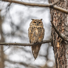 Long-eared owl (Asio otus), looking forward with wide opened eyes