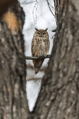 Long-eared owl (Asio otus), looking forward with wide opened eyes