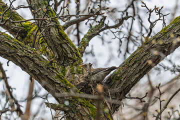 Thrush fieldfare, Turdus pilaris, sits in a nest