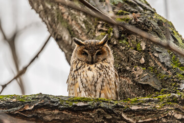 Long-eared owl (Asio otus), looking forward with wide opened eyes