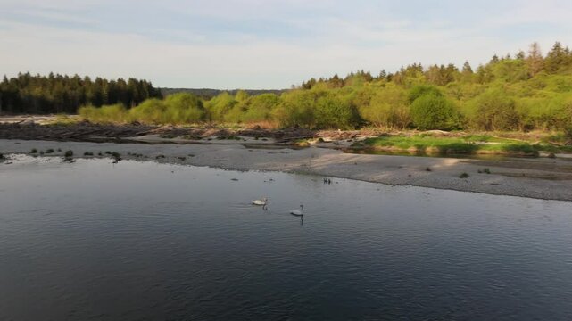 Aerial view of two swans floating gracefully on the crystal-clear Isar River in Bavaria, Germany. A romantic symbol of love and togetherness in untouched spring nature. 