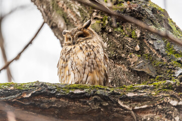 Long-eared owl (Asio otus), looking forward with wide opened eyes
