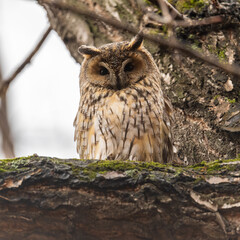 Long-eared owl (Asio otus), looking forward with wide opened eyes