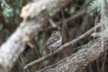 Common redpoll female, cute bird with bright red patch on its forehead sits on tree branch without leaves in sunny spring day.