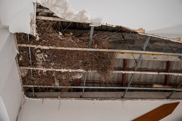 Ceiling destroyed by the weight of bird nest. Nesting birds can cause significant damage to your...