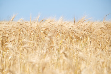 Close up of wheat ears, field of wheat in a summer day. Harvesting period