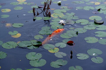 睡蓮と錦鯉