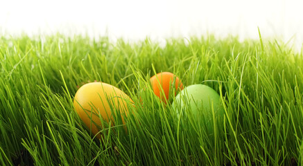 colorful easter eggs hidden in garden in fresh spring grass