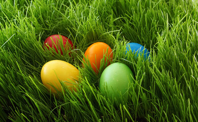 colorful easter eggs hidden in garden in fresh spring grass