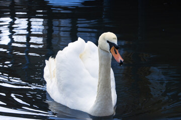 Beautiful white swan on the lake 