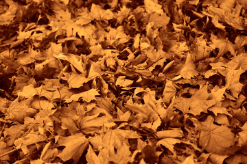 vibrant carpet of fallen autumn maple leaves covering the ground. The leaves display a stunning mix of colors orange, yellow, red, and brown capturing the essence of the fall season