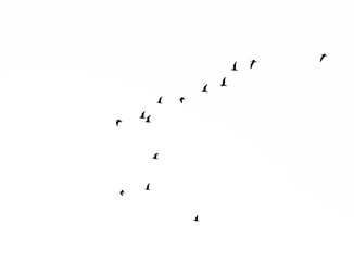 Set of seagulls flying isolated on  white background. black silhouettes of Birds collection. Group of seagulls. flocks of Birds flying in white heaven sky . sea gull