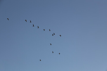Set of seagulls flying on the blue background. Birds collection. Group of seagulls. flocks of Birds...