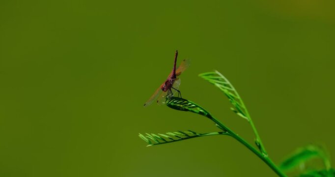 red dragonfly on a leaf