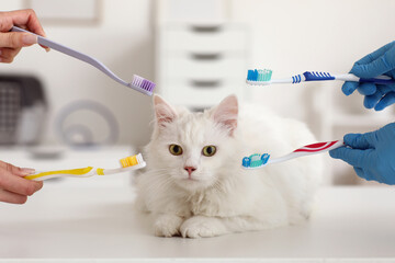 Cute white cat and female veterinarian hands with different toothbrushes in vet clinic. Pet Dental...