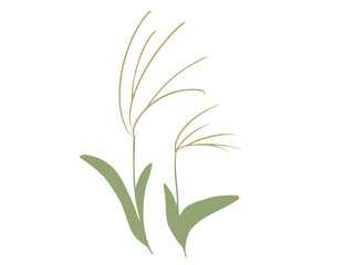 ススキ 主線なし