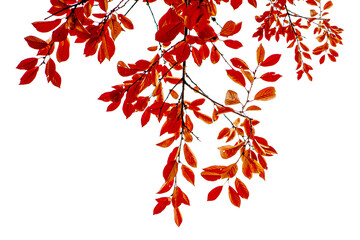 Red autumn leaves on branches isolated on transparent background