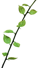 Green leafy branch isolated on transparent background