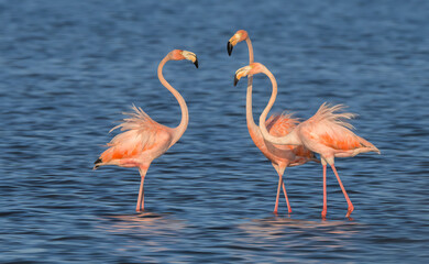 Flamingos at the beach