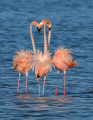 Pirouetting Flamingos © Georgia Wilson