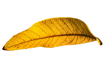 Bright yellow leaf isolated on transparent background