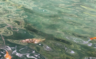 A close-up photo of a pond filled with many colorful koi fish, such as orange, white, and black, swimming in rippling green water.