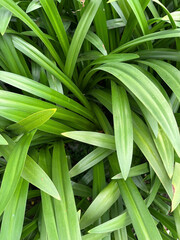 Fototapeta premium Nature’s brushstrokes — painted in patterns of green