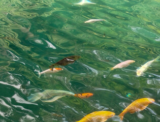 A close-up photo of a pond filled with many colorful koi fish, such as orange, white, and black, swimming in rippling green water.