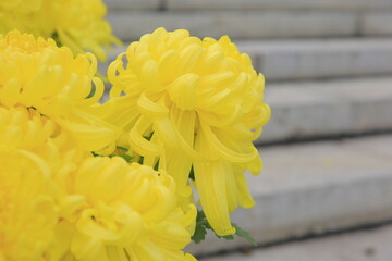 Blooming chrysanthemums, very beautiful