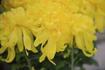 Blooming chrysanthemums, very beautiful