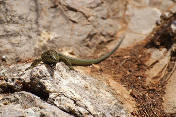 Endemic green and brown Balearic lizard resting on rocks on Sa Dragonera island, Balearic Islands. Natural park environment, protected species, endangered reptile, wildlife and hiking activities. 