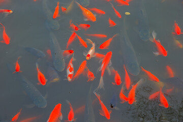 Many goldfish are in the pond