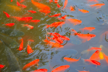 Many goldfish are in the pond