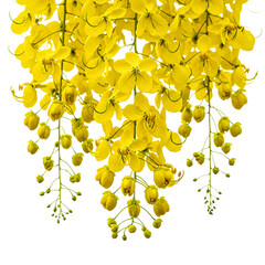 Golden yellow cassia fistula flowers isolated on transparent background bloom