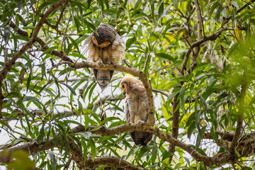 Spotted Wood Owl bird perched on a branch.
