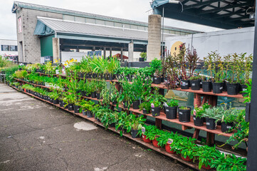 Every leaf on the shelf whispers patience, growth, and resilience, Nashville, Tennessee, United States of America