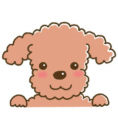 笑顔の表情のトイプードル