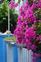 Pink Bougainvillea