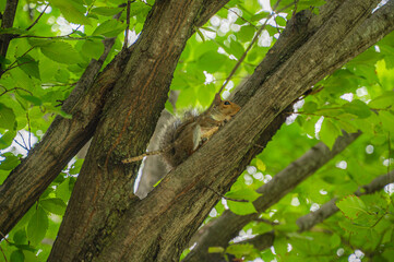 A squirrel on a tree is nature’s reminder to always keep climbing, Nashville, Tennessee, United States of America