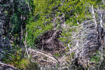 Villa Traful, Neuquen, Andean Patagonia, Argentina.