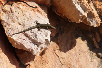 Endemic Balearic lizard sunning on reddish brown rocky outcrop on Sa Dragonera island, Balearic Islands. Natural park wildlife, rugged landscape, reptile behavior, Mediterranean climate, nature. 